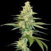 Cannalope Kush (DNA Genetics)