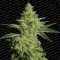 Allkush (Paradise Seeds)