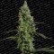 Atomical Haze (Paradise Seeds)