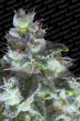 Original White Widow (Paradise Seeds)