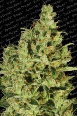 Delahaze (Paradise Seeds)