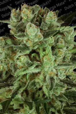 Durga Mata II CBD (Paradise Seeds)