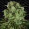 Durga Mata II CBD (Paradise Seeds)