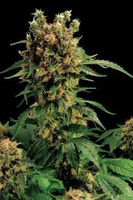 Amnesia Kush (Dinafem)