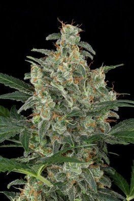 Cheese Autoflowering (Dinafem)