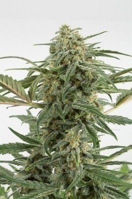 Amnesia Kush (Dinafem)