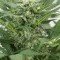 Amnesia Kush (Dinafem)