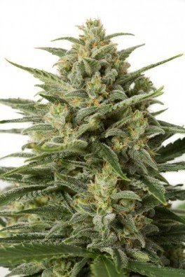 White Widow XXL Autoflowering (Dinafem)