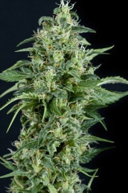 Auto Kryptonite (Pyramid Seeds)