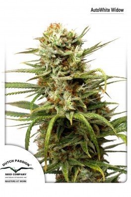 AutoWhite Widow (Dutch Passion)