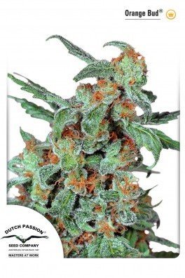 Blueberry (Dutch Passion)