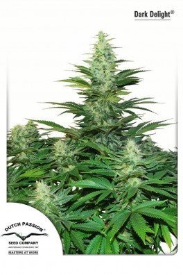 Blueberry (Dutch Passion)