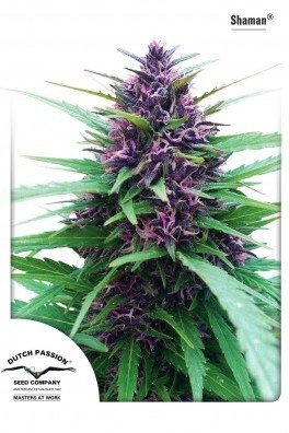 Blueberry (Dutch Passion)