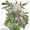 White Widow (Dutch Passion)