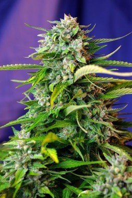 Jack 47 Auto (Sweet Seeds)