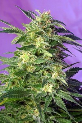 Jack 47 Auto (Sweet Seeds)
