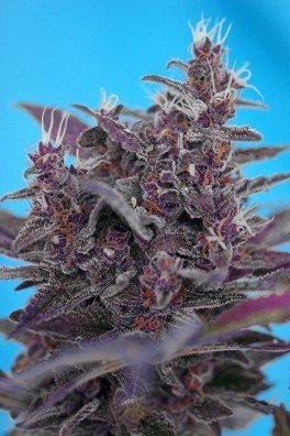 Jack 47 Auto (Sweet Seeds)