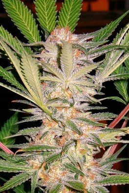 S.A.D. Sweet Afgani Delicious F1 Fast Version (Sweet Seeds)