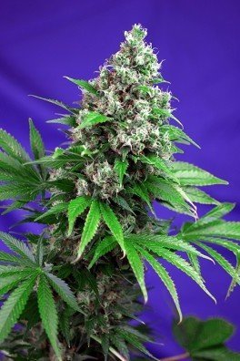 Killer Kush F1 Fast Version (Sweet Seeds)