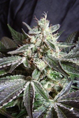 Black Jack (Sweet Seeds)