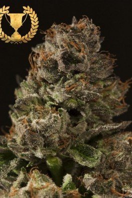 Strawberry Sour Diesel (Devil's Harvest Seeds)