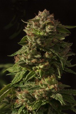 Fallen Angel (Devil's Harvest Seeds)