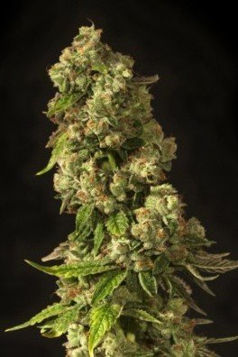 John Doe (Devil's Harvest Seeds)