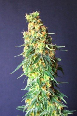 White Domina CBD (Kannabia)