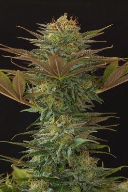 Super Silver Haze (Mr. Nice)