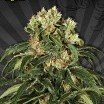 Hijack (Auto Seeds)