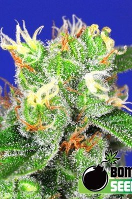 Medi Bomb 2 (Bomb Seeds)