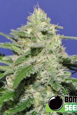 Widow Bomb (Bomb Seeds)