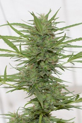 Dr. Greenthumb's Dedoverde Haze Auto (Humboldt Seeds)