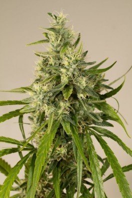 Trainwreck (Humboldt Seeds)