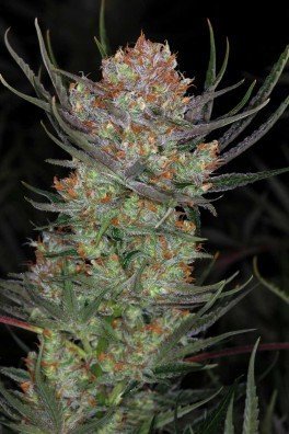 Brian Berry Cough (TGA Subcool Seeds)