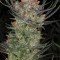 Brian Berry Cough (TGA Subcool Seeds)