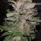 Hurkle (TGA Subcool Seeds)