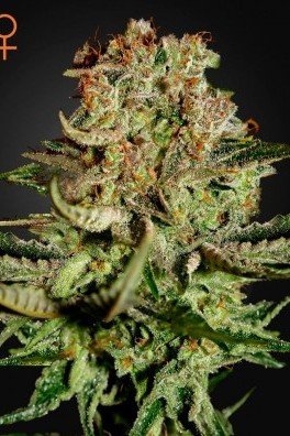 Super Bud (Greenhouse Seeds)