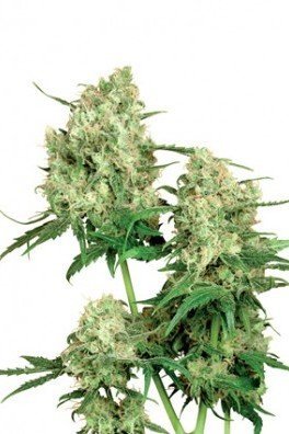 Maple Leaf Indica (Sensi Seeds)v