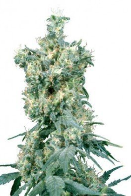 American Dream (Sensi Seeds)