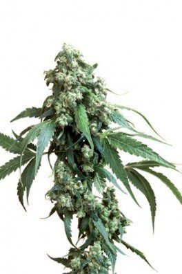 Jack Flash (Sensi Seeds)