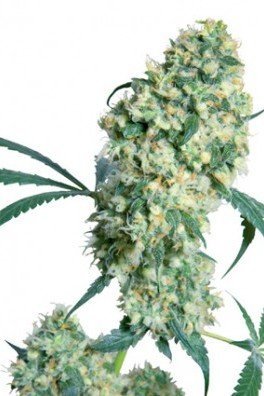 Ed Rosenthal Super Bud (Sensi Seeds)