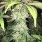 CBD Yummy (CBD Crew)