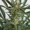 Amnesia XXL Autoflowering (Dinafem)