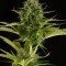 Kush-N-Cheese Autoflowering (Dinafem)