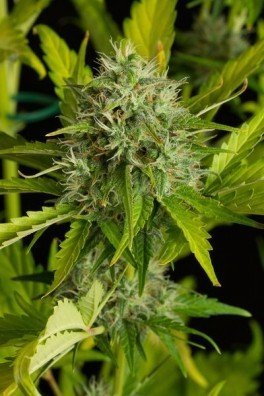 Kush-N-Cheese Autoflowering (Dinafem)