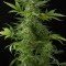 Moby Dick Autoflowering (Dinafem)