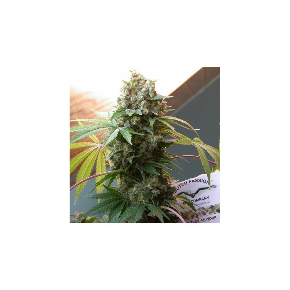 White Widow (Dutch Passion) Zativo