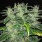 Dieseltonic (Resin Seeds)