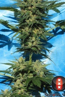 Autoflowering White Russian 1 (Serious Seeds)